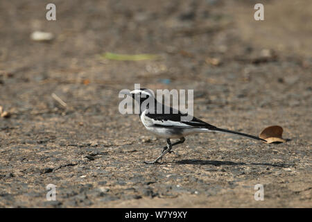 White browed wagtail (Motacilla maderaspatensis) camminando lungo il terreno, India, Febbraio Foto Stock