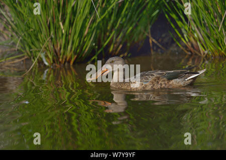 Northern mestolone (Anas clypeata) nuoto femminile, Le Teich , Gironde, Francia, settembre Foto Stock