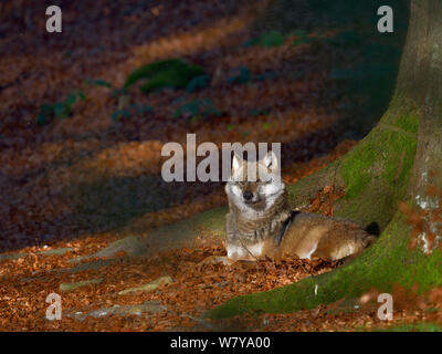 Eurasian lupo (Canis lupus lupus) seduto in foglie di autunno, Parco Nazionale della Foresta Bavarese, Baviera, Germania. Captive. Foto Stock