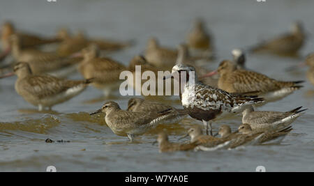 Grigio (plover Pluvialis squatarola) juveniles con bar-tailed Godwit (Limosa lapponica) e Sanderling (Calidris alba) Gironde, Francia, settembre Foto Stock