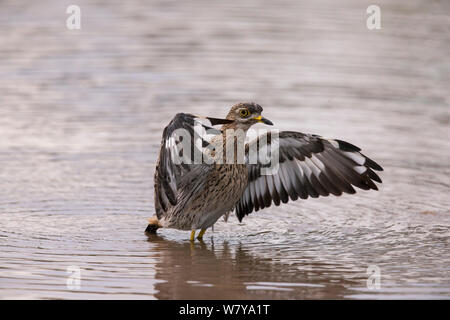Avvistato in pietra (curlew Burhinus capensis) balneazione, Ndutu, Tanzania. Foto Stock