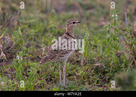 Due bande (courser Hemerodromus africanus) Ndutu, Tanzania. Foto Stock