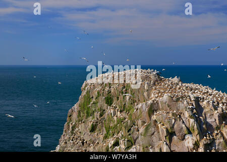 Northern gannet (Morus bassanus) colonia, grandi isole Saltee, County Wexford, Repubblica di Irlanda. Maggio. Foto Stock