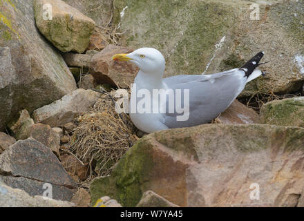 Aringa gabbiano (Larus argentatus) nesting, grandi isole Saltee, County Wexford, Repubblica di Irlanda. Maggio. Foto Stock