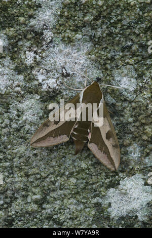 Hawkmoth euforbia (Hyles euphorbiae) a riposo su un antico in pietra a secco a parete, Gran Sasso Abruzzo, Italia. Maggio. Foto Stock