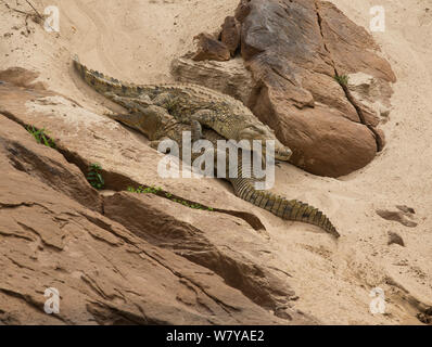 Coccodrillo del Nilo (Crocodylus niloticus) salendo su un altro come si fa il suo modo per il fiume Rufiji, Riserva Selous della Tanzania. Foto Stock