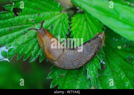 Dusky slug (Arion subfuscus) su Ortica foglie, Dorset, Regno Unito, Giugno. Foto Stock