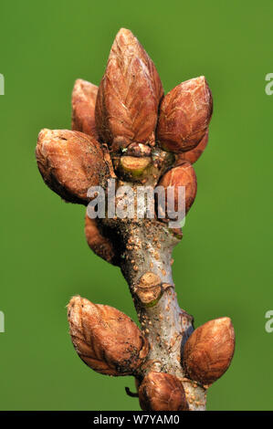 Farnia (Quercus robur) le gemme in inverno, Dorset, Regno Unito, gennaio. Foto Stock