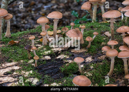 Chiodino (Armillaria mellea) mostra &#39;per boccole&#39; rhizomorphs. Sussex, Regno Unito, ottobre. Foto Stock