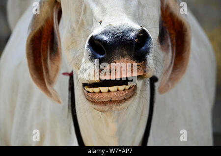 Ritratto di vacca Bianca sorridente e masticare sulle strade di Pushkar, India Foto Stock