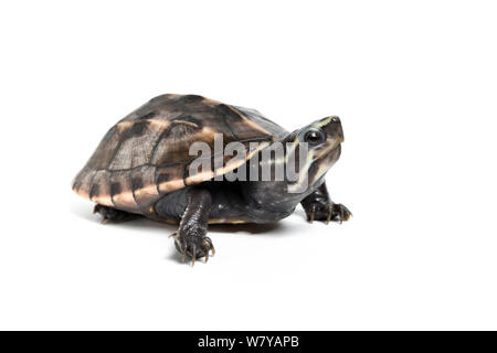 A tre strisce di fango (tartaruga Kinosternon rhodohypoxis) sub-adulto. Captive, endemico negli Stati Uniti. Foto Stock