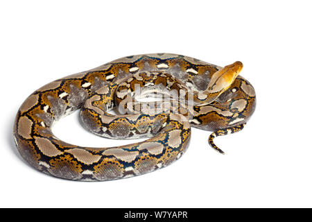 Pitone reticolato (Python reticulatus) su sfondo bianco, si verifica nel Sud Est asiatico Foto Stock