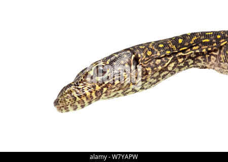 Blu-tailed monitor (Varanus doreanus) su sfondo bianco, avviene in Nuova Guinea e in Australia. Foto Stock