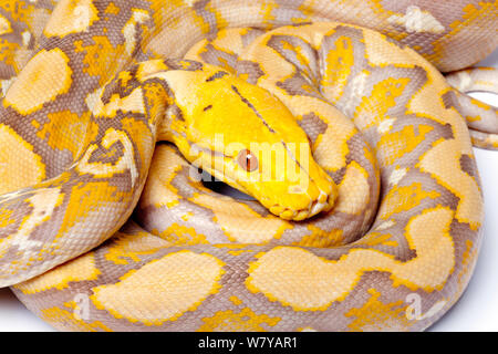 Pitone reticolato (Python reticulatus) 'lavanda' formare, su sfondo bianco, si verifica nel Sud Est asiatico Foto Stock