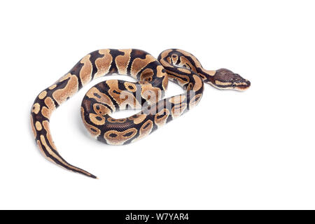 Royal python (Python regius) su sfondo bianco, avviene in Africa occidentale Foto Stock