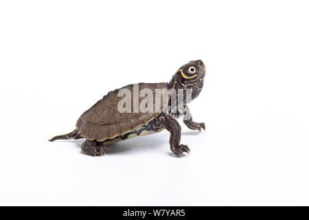 Mappa Mississippi tartaruga (Graptemys pseudogeographica kohnii) hatchling su sfondo bianco, endemico central USA. Foto Stock