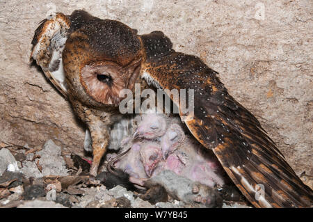 Il barbagianni (Tyto alba punctatissima) a nido con pulcini in grotta al di sotto del sito di costruzione. Isola di Santa Cruz, Galapagos, Ecuador. Foto Stock