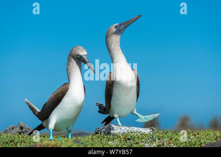 Blu-footed booby (Sula nebouxii) coppia &#39;dancing&#39; corteggiamento, Isola di Santa Cruz, Galapagos, Ecuador. Foto Stock