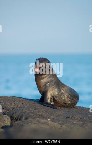 Le Galapagos pelliccia sigillo (Arctocephalus galapagoensis) pup chiamando, Galapagos, Ecuador. Specie in via di estinzione. Foto Stock