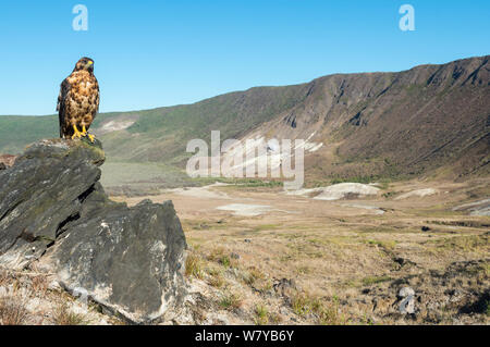 Le Galapagos hawk (Buteo galapagoensis) appollaiato sulla roccia, Galapagos, Ecuador. Le specie vulnerabili. Foto Stock