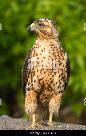 Le Galapagos hawk (Buteo galapagoensis) ritratto, Galapagos, Ecuador. Le specie vulnerabili. Foto Stock