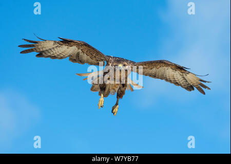 Le Galapagos hawk (Buteo galapagoensis) in volo, Galapagos, Ecuador. Le specie vulnerabili. Foto Stock