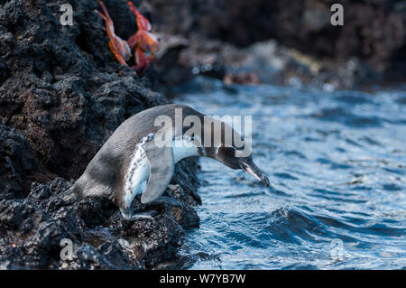 Le Galapagos penguin (Spheniscus mendiculus) a bordo di acqua, Galapagos, Ecuador. Specie in via di estinzione. Foto Stock