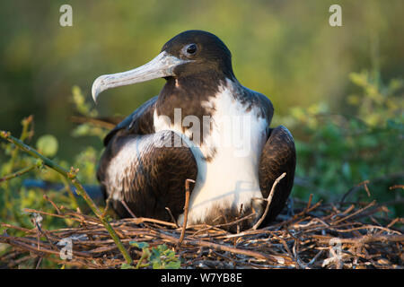 Magnifica frigatebird (Fregata magnificens) femmina sul nido, Galapagos, Ecuador. Foto Stock