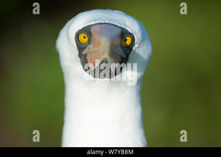 Nazca booby (Sula granti) ritratto, Galapagos, Ecuador. Foto Stock