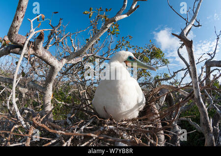 Rosso-footed booby (Sula sula) sul nido, Galapagos, Ecuador. Foto Stock