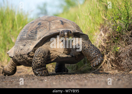 Alcedo tartaruga Galapagos (Chelonoidis nigra vandenburghi) passeggiate, Alcedo Volcan, Isabela Island, Galapagos Foto Stock