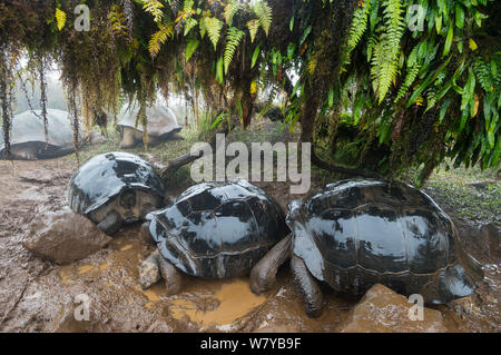 Alcedo tartaruga Galapagos (Chelonoidis nigra vandenburghi) gruppo wallowing in fango, Alcedo Volcan, Isabela Island, Galapagos Foto Stock