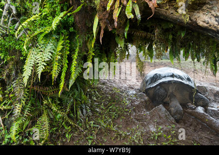 Alcedo tartaruga Galapagos (Chelonoidis nigra vandenburghi) wallowing in fango, Alcedo Volcan, Isabela Island, Galapagos Foto Stock