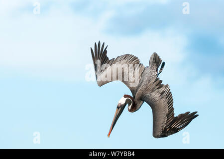 Pellicano marrone (Pelecanus occidentalis) immersioni in volo, Galapagos Foto Stock