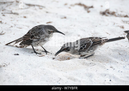 Espanola mockingbirds (Mimus macdonaldi) foraggio sulla spiaggia, Galapagos Foto Stock