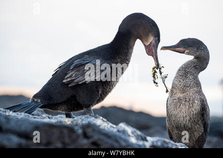 Flightless cormorano (Phalacrocorax harrisi) corteggiamento, Galapagos Foto Stock