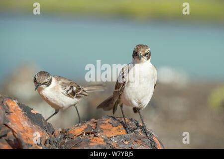 Le Galapagos mockingbirds (Mimus parvulus), Galapagos Foto Stock