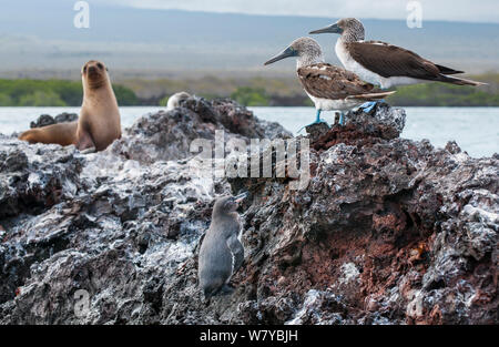 Le Galapagos penguin (Spheniscus mendiculus) con Blue-footed booby (Sula nebouxii) e le Galapagos Sea Lion (Zalophus wollebaecki), Galapagos Foto Stock