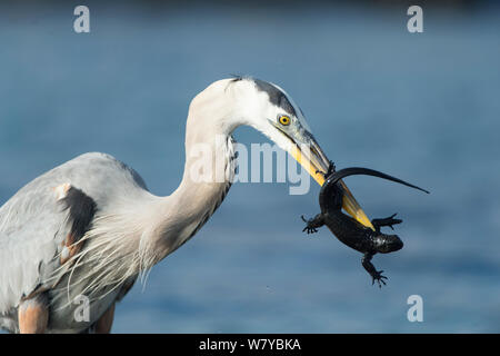 Grande herom blu (Ardea erodiade) con appena tratteggiato Iguana marina preda, Galapagos Foto Stock