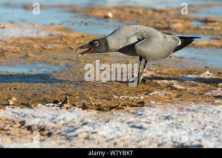 Gabbiano di lava (Larus fuliginosus) chiamando, Galapagos Foto Stock