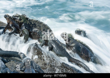 Iguana marina (Amblyrhynchus cristatus) gruppo su roccia lavato dalle onde, Galapagos Foto Stock