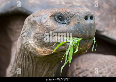 Santa Cruz Galapagos (tartaruga Chelonoidis nigra porteri) alimentazione su erba, Santa Cruz Highlands, Galapagos Foto Stock
