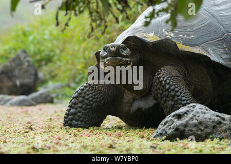 Santa Cruz Galapagos (tartaruga Chelonoidis nigra porteri), Santa Cruz Highlands, Galapagos Foto Stock