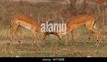 Due Impala Rams (Aepyceros melampus) prova di ogni altro prima di una politica più aggressiva per il predominio di comportamento. Mikumi National Park, Tanzania Foto Stock