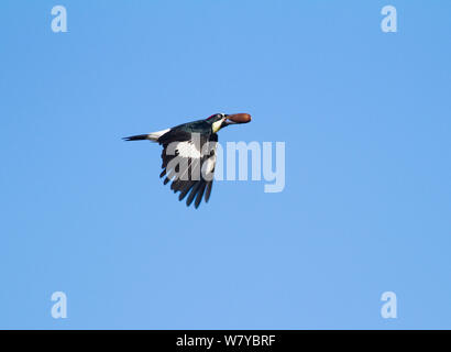 Acorn woodpecker (Melanerpes formicivorus), femmina che trasportano acorn in volo, Mount Diablo membro Park, California, Stati Uniti d'America. Foto Stock