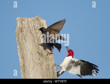 Red-headed woodpecker (Melanerpes erythrocephalus) a combattere con la European Starling (Sturnus vulgaris) che sta cercando di prendere in consegna il picchio&#39;s nest foro, Montezuma National Wildlife Refuge, New York, Stati Uniti d'America può. Foto Stock