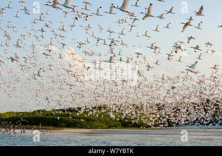 Grande gregge di bianco (ibis Eudocimus albus) in allevamento piumaggio, battenti la loro mangrove-isola ricoperta di rookery, Baia di Tampa, Florida, Stati Uniti d'America, Marzo Foto Stock