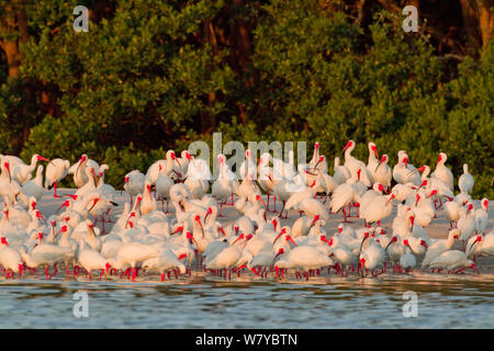 Gregge di bianco (ibis Eudocimus albus) in allevamento piumaggio, a rookery sull'acqua&#39;s edge della mangrovia-isola ricoperta, Baia di Tampa, Florida, Stati Uniti d'America, Marzo Foto Stock