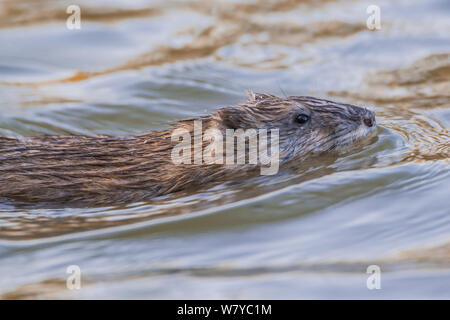 Topo muschiato (Ondatra zibethicus) nuotare vicino alla superficie, il Parco Nazionale del Grand Teton, Wyoming usa, può Foto Stock