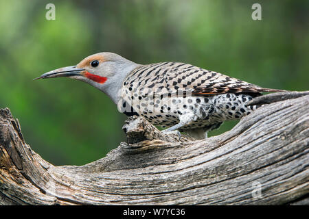 Lo sfarfallio del nord (Colaptes auratus) arroccato, Grand Teton National Park, Wyoming USA, Giugno. Foto Stock